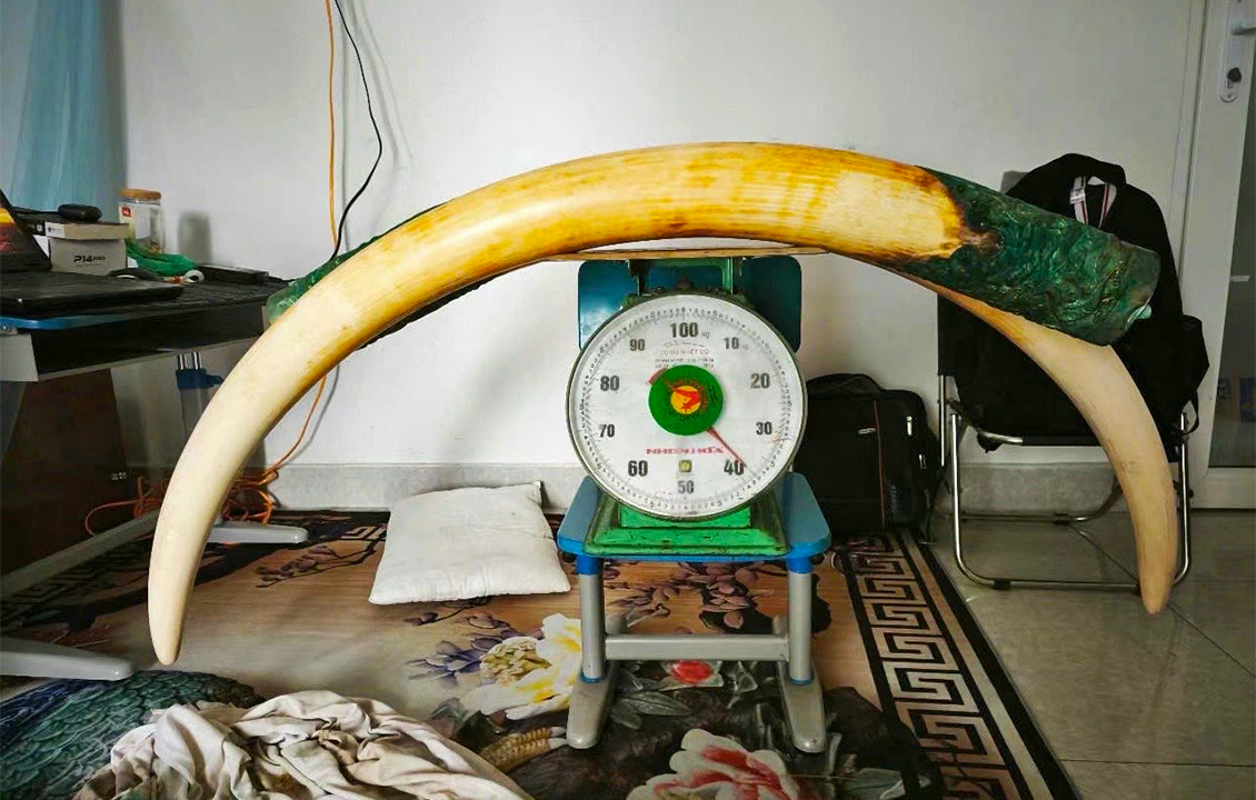 Cambodia targets online wildlife trade on social media, but experts say it&rsquo;s not enough