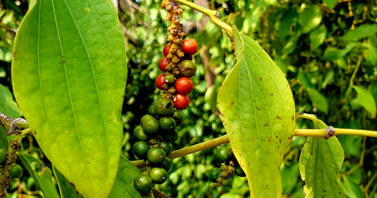 Cambodia's Prized Kampot Pepper, Nearly Wiped Out By Khmer Rouge, Makes A Comeback