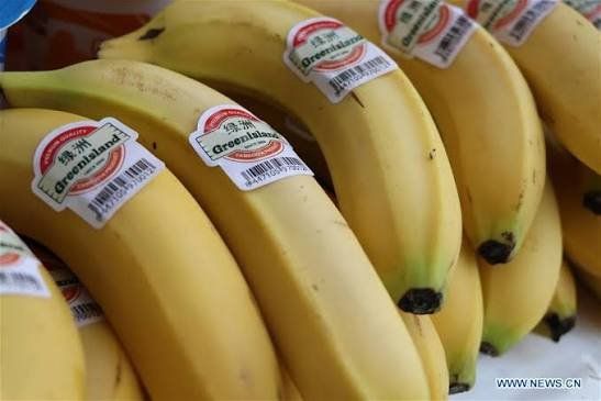 Fresh banana exports to China lift incomes in north-western Cambodia's border province