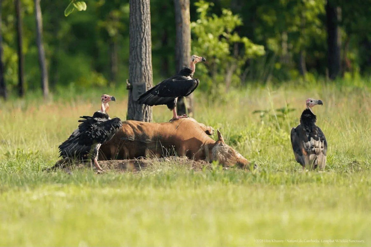Happy vulture day! Positive signs for Cambodia&rsquo;s critically endangered population