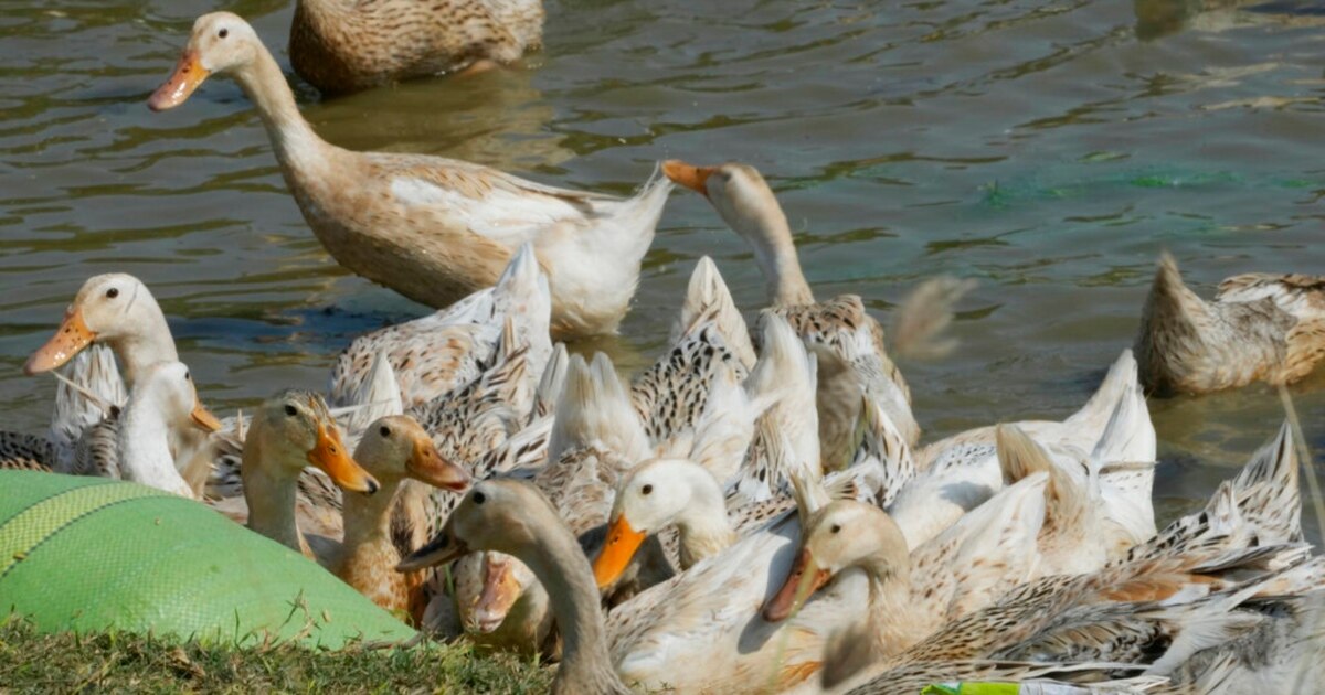 Cambodia Confirms First H5N1 Bird Flu Death Since 2014