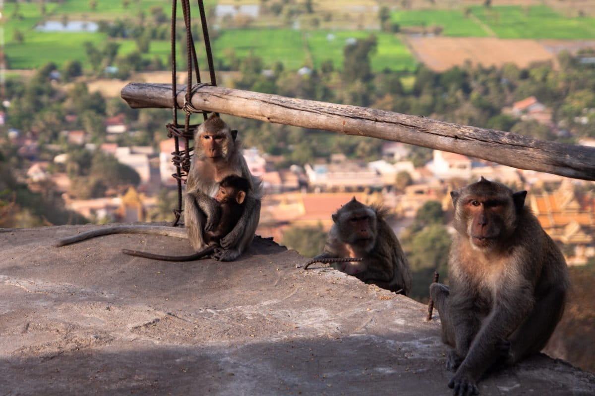 Cambodia was told to clean up its monkey trade. Regulators say it still hasn&rsquo;t